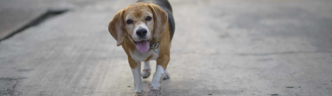 Image of happy beagle